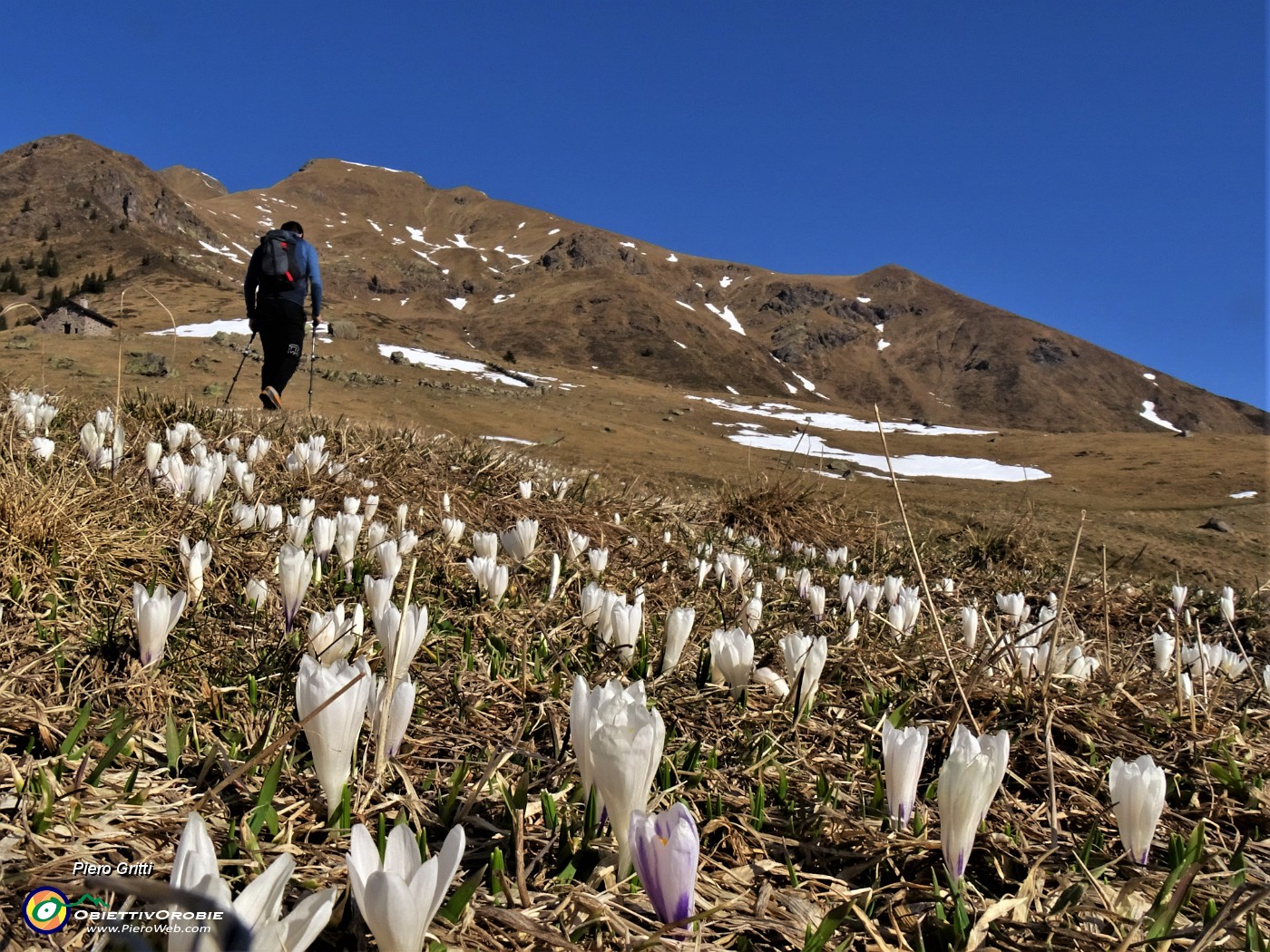 01 Crocus ai Piani dell'Avaro.JPG